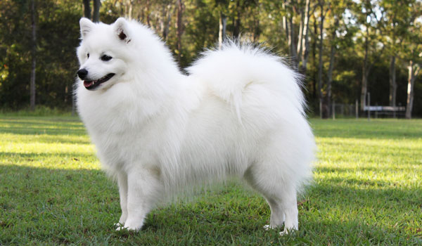 Afbeeldingsresultaat voor japanese spitz