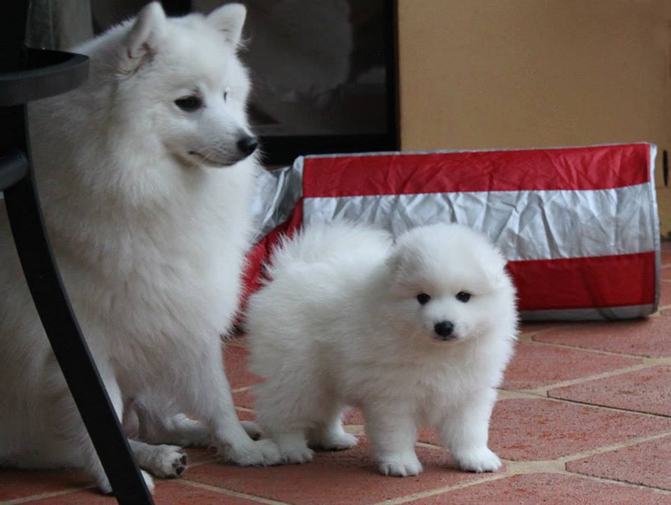 How Much Are Japanese Spitz Puppies