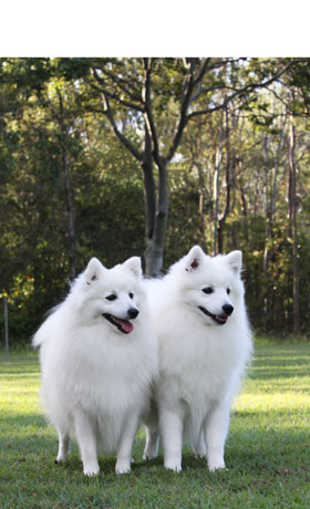 About Japanese Spitz