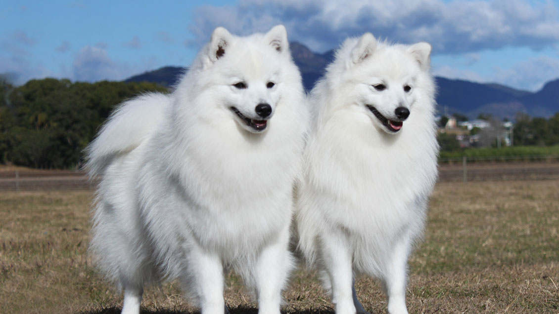 buy japanese spitz puppy