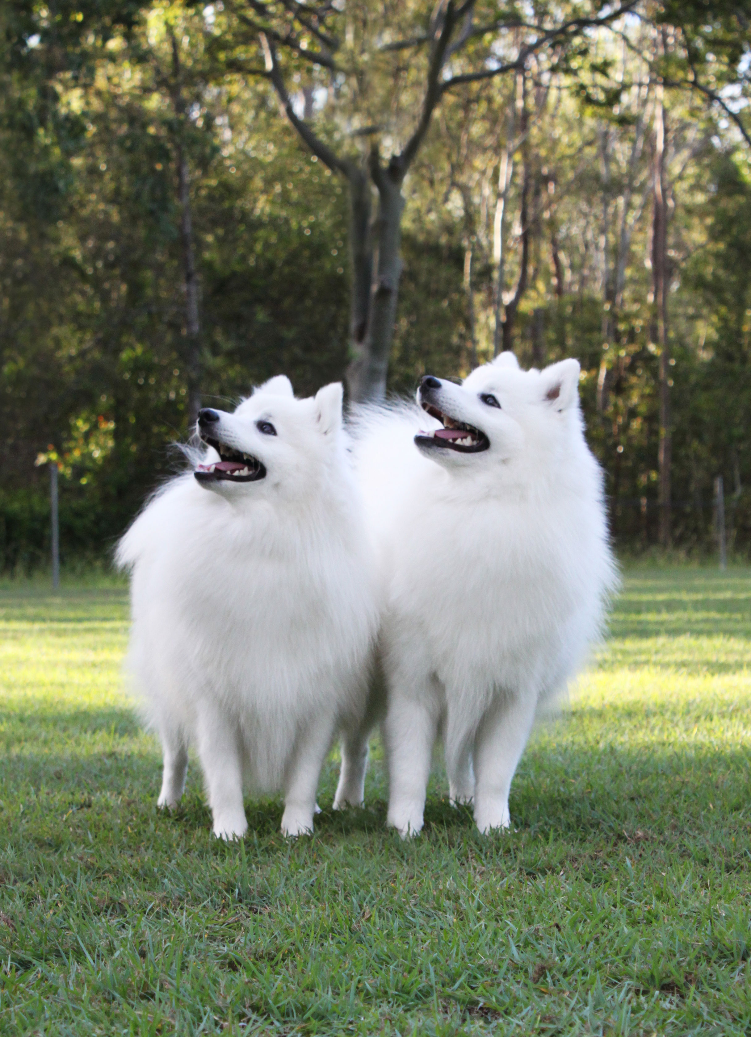 Caring For Your Japanese Spitz Shanspitz Japanese Spitz Caring For Your Japanese Spitz Shanspitz Japanese Spitz