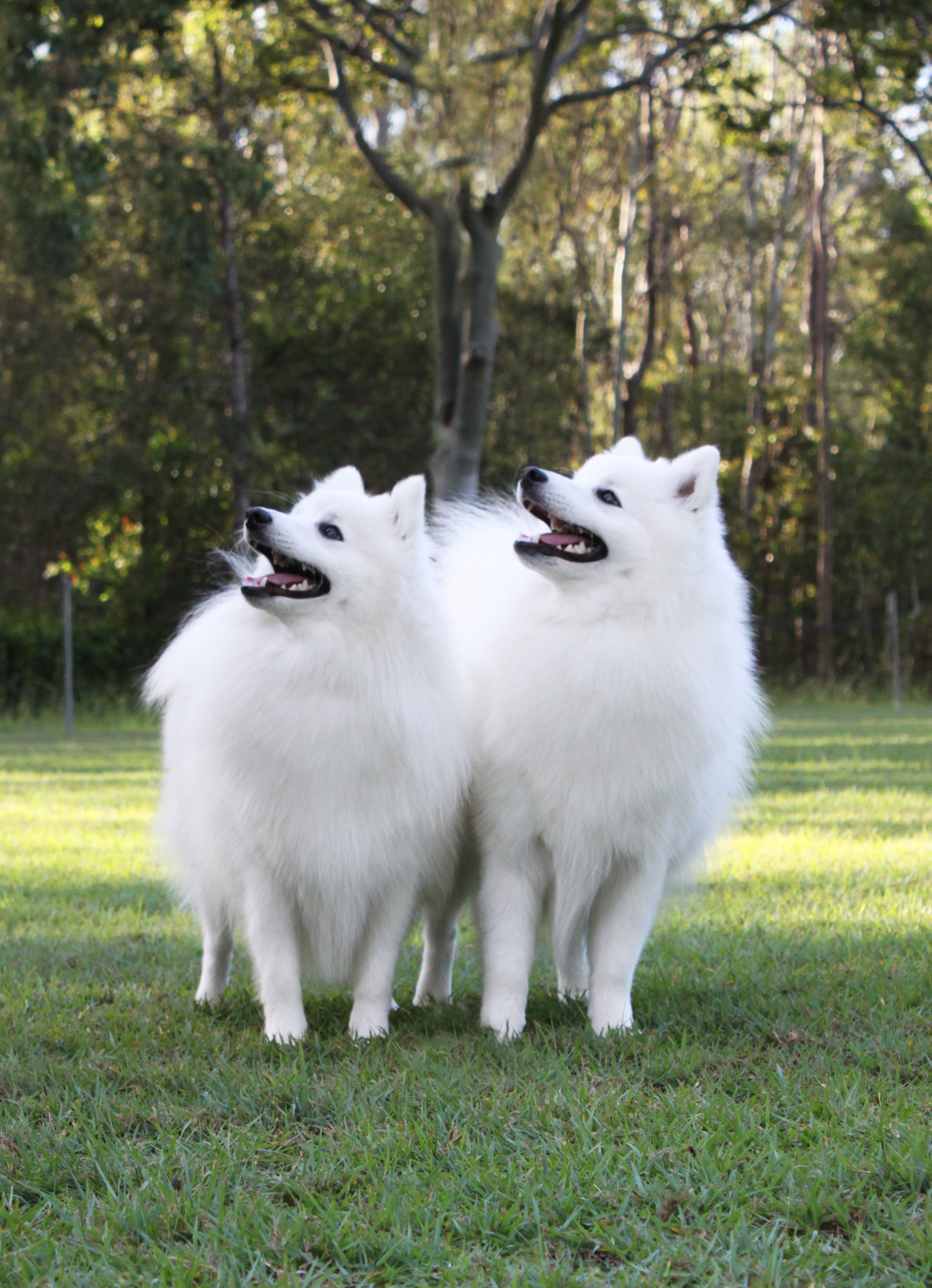 grooming a japanese spitz