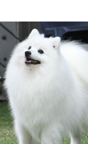 groomed japanese spitz