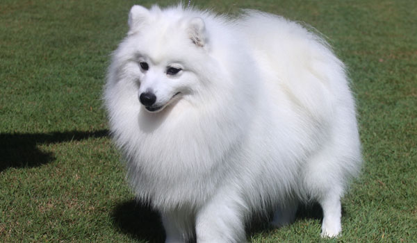 About The Japanese Spitz Shanspitz Japanese Spitz