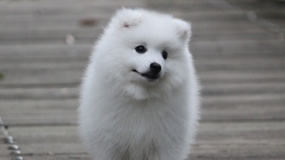 Home Shanspitz Japanese Spitz