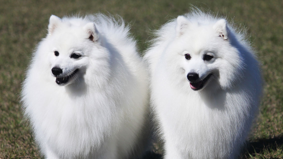 a dog which looks like american eskimo but bigger