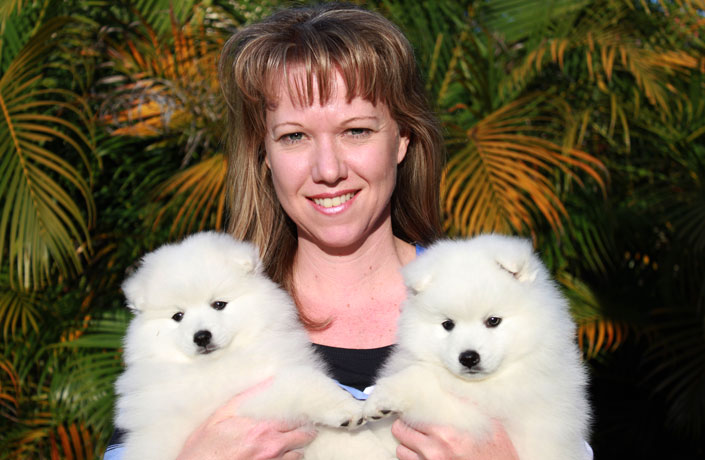 Japanese Spitz Puppies