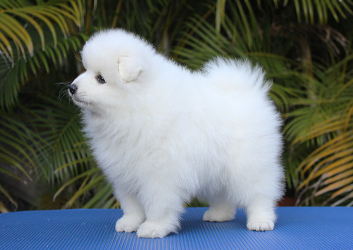 buy japanese spitz puppy